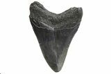 Fossil Megalodon Tooth - South Carolina #299645-1